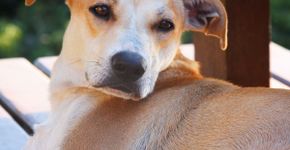 Conheça as vantagens de adotar um cão adulto