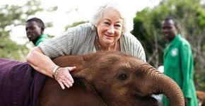 Aos 81 anos, queniana cuida de elefantes órfãos