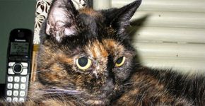 Gata mais velha do mundo morre aos 27 anos