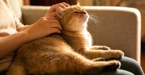 Veja o que o ronronar do gato realmente significa e mude sua visão sobre ele