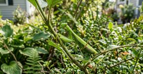 Se você encontrar algum louva-a-deus em sua casa ou jardim, nós lhe diremos o que isso significa e por que é algo bom