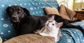 Foto: (Willowpix / iStock)