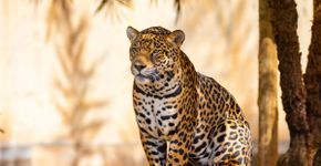 7 curiosidades interessantes sobre a onça-pintada