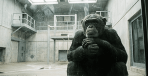 Conheça os dois últimos macacos falantes do mundo e a experiência bizarra que a ciência realizou com eles