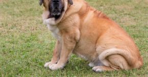 Mastim espanhol: conheça as características do cachorro dessa raça