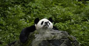 Adote um Panda: programa da WWF ajuda a salvar os simpáticos ursinhos