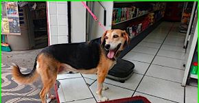 Fotos: 5 cachorros esperando pelos seus donos durante as compras