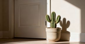 O que significa o cactus no Feng Shui, guardião de energia ou símbolo de distanciamento?