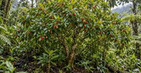 Em 1825, plantaram uma árvore frutal da América do Sul para alimentar seus cidadãos: 200 anos depois, é uma espécie invasora que buscam eliminar com drones e insetos