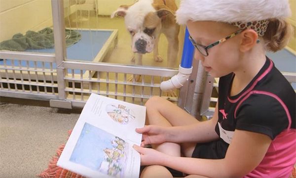 Crianças leem para cães traumatizados e os ajudam a interagir com humanos