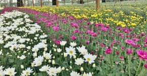 Holambra, cidade das flores o ano todo, muito além da Expoflora
