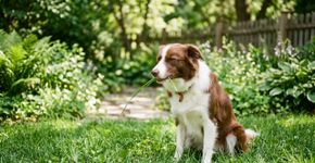 O verdadeiro motivo que faz os cães comerem grama pode surpreender os donos e especialistas fazem alerta
