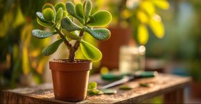 Árvore de jade: Por que a primavera é a melhor época para propagá-la e como regá-la nesta época do ano