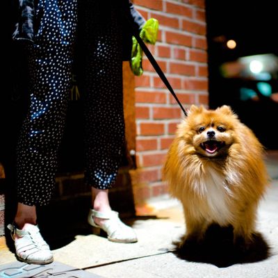 The Dogist / Elias Weiss Friedman