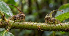 Insetos que conversam pelas plantas: o mundo secreto dos sinais que humanos não escutam