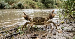 O caranguejo chinês invasor se adapta a quase qualquer ambiente, alimenta-se de invertebrados, alevins e até espécies protegidas, e compete com a fauna local como se o rio fosse seu