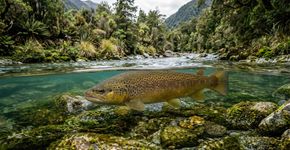 Em 1867, a Nova Zelândia introduziu trutas-marrons para pesca esportiva; até 1921, mais de 60 milhões foram soltas e a invasora causou extinções locais e fragmentou populações de peixes nativos