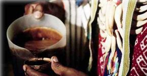 Planta base do ayahuasca pode ajudar no tratamento de Alzheimer