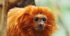 Biodiversidade e crescimento urbano na Estação Ciência