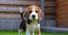 Suíça proíbe venda de cosméticos testados em animais