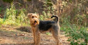 Welsh terrier: conheça as características dessa raça de cachorro 