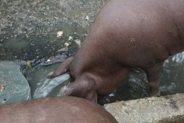 Os ativistas criaram uma vakinha para arrecadar dinheiro para os animais (Divulgação)
