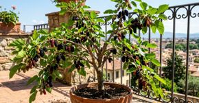 O doce da natureza que marcou sua infância e hoje atrai uma grande orquestra de pássaros para a sua janela