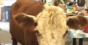 Vaca salva do matadouro mostra gratidão à tutora e conquista a internet