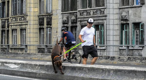 Minhocão é um espaço perfeito para passear com os cães - Fotos: Cris Berger