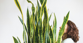 A planta ideal para espantar inveja e energias ruins da entrada de casa