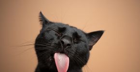 Foto: (Nils Jacobi/istock)
