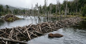 Em 1946, a Argentina libertou 20 castores para criar uma indústria: 80 anos depois, mais de 200.000 barragens transformaram a Terra do Fogo