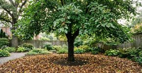 Enterrar folhas secas na amoreira: para que serve e por que é recomendado pelos italianos
