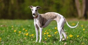 Raças magras: 6 cachorros que se destacam pelo corpo esbelto e atlético 