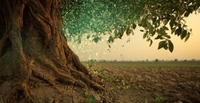 Óleo extraído desta árvore tropical substitui pesticidas industriais