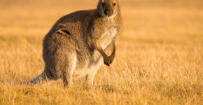 Cangurus: 7 curiosidades interessantes sobre esses animais