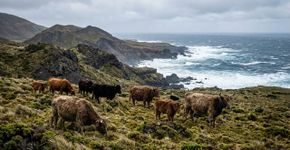 Fazendeiros abandonaram 5 bovinos em uma ilha em 1871 e quase 140 anos depois seu DNA contou uma história improvável