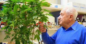Conheça o ‘Pai da Cannabis’, o cientista que descobriu por que a maconha dá barato