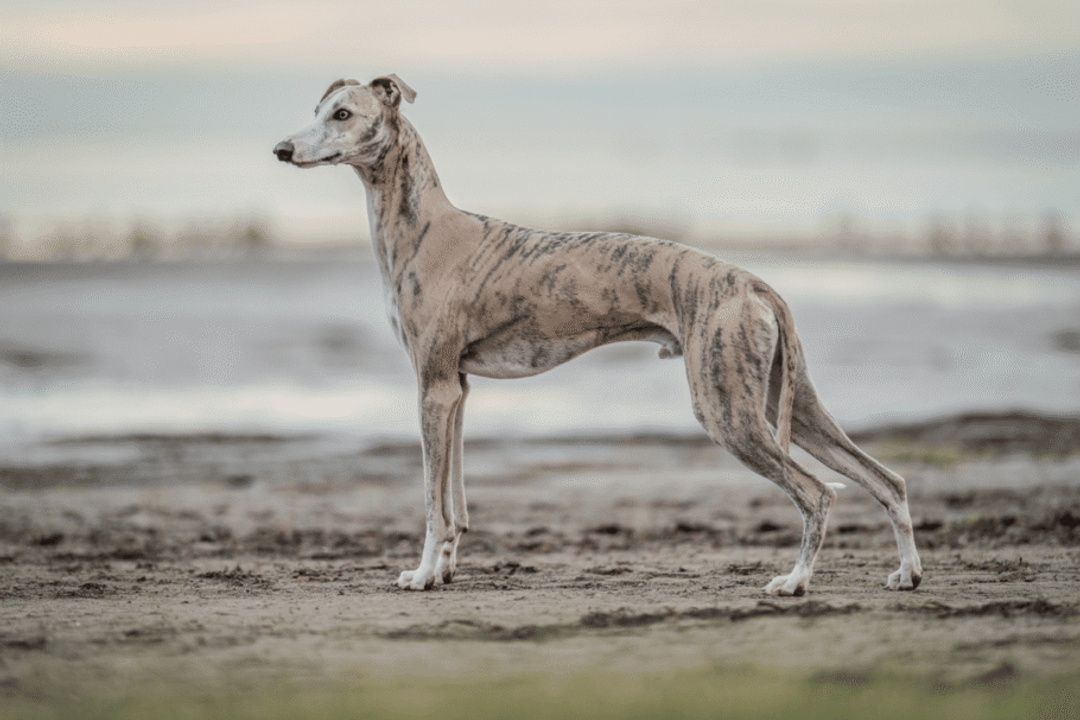 De porte médio, o whippet lembra um greyhound em tamanho reduzido e reúne corpo esguio, pernas compridas e grande capacidade atlética (Imagem: Blossoms | Shutterstock)