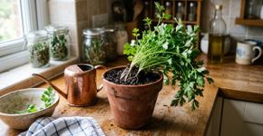 Como cuidar da salsinha: a partir de um pequeno maço, forma-se uma horta generosa e duradoura