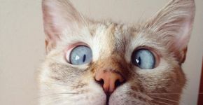 Gatinha vesga que foi deixada no lixo vira sucesso no Instagram
