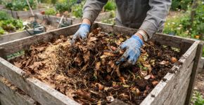 Folhas secas espalhadas sobre o solo podem fazer mais pelo jardim do que simplesmente esconder a terra entre uma planta e outra