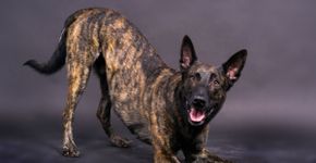 4 características do cachorro da raça pastor holandês 