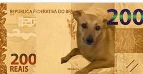 BC estuda ação contra maus-tratos após apelo por vira-lata caramelo