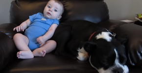Bebê solta pum e a reação do cachorro é hilária