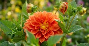 A tesoura de poda pode prolongar a temporada das dálias: retirar as flores murchas em setembro estimula novos botões e mantém o jardim colorido por mais algumas semanas