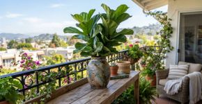A planta de varanda seca mais rápido do que a que fica dentro de casa, mesmo recebendo a mesma quantidade de água