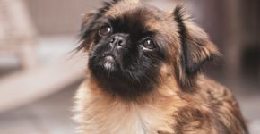 9 raças de cachorro com o focinho curto 