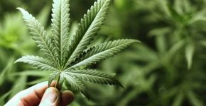 Estudo mostra que maconha tem efeito afrodisíaco