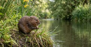 Após 20 anos, este pequeno mamífero, considerado o jardineiro da natureza, retorna da extinção